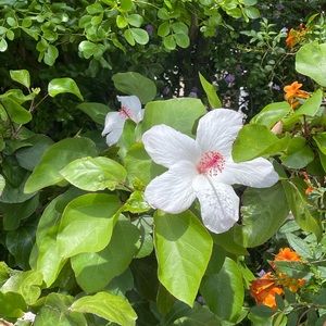 Meet your Posher, Pua